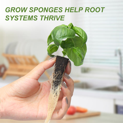 Kiicii hydroponic pots add vibrant decor to home or office spaces.