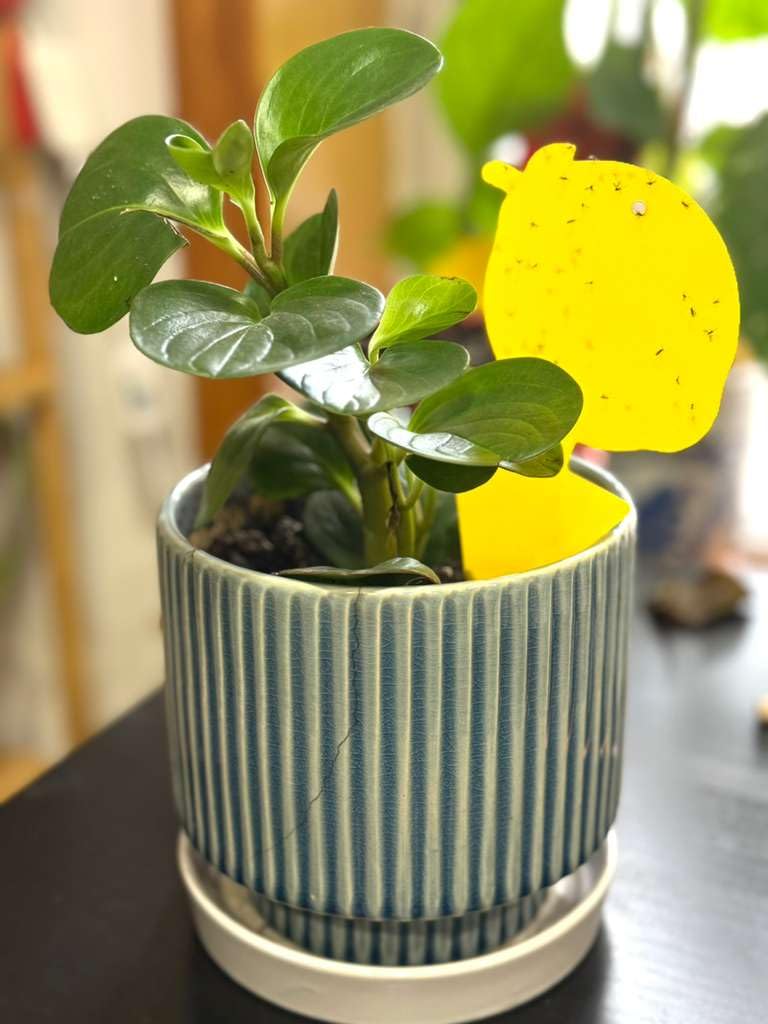 KIKALIFE non-toxic odorless trap safe around pets and kids