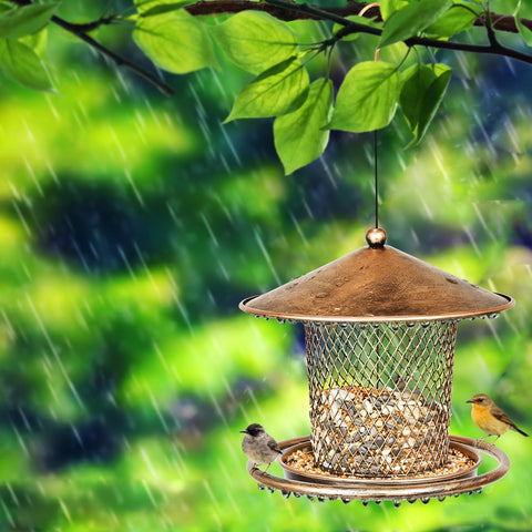 Kimchomerse lantern-style feeder attracts local wild birds.