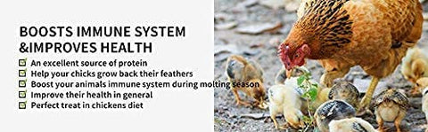 Chickens enjoying Kimoe mealworms as a high-protein treat.