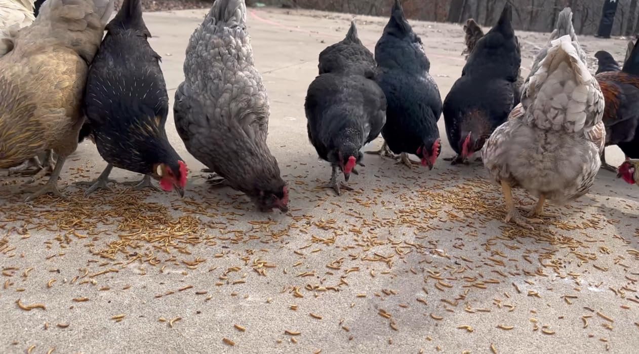 Wild birds at feeder enjoying Kimoe mealworms for year-round nutrition.