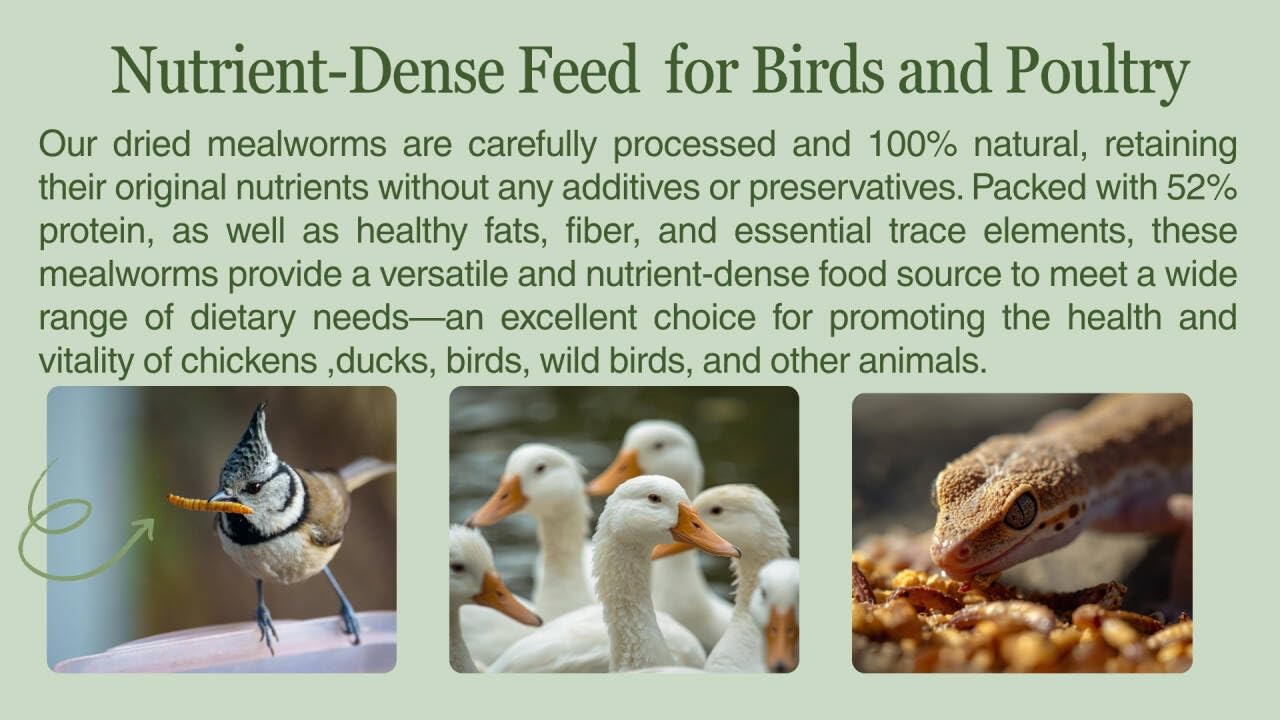 Kimoe dried worms promote feather health in poultry.