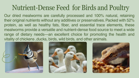 Kimoe dried worms promote feather health in poultry.
