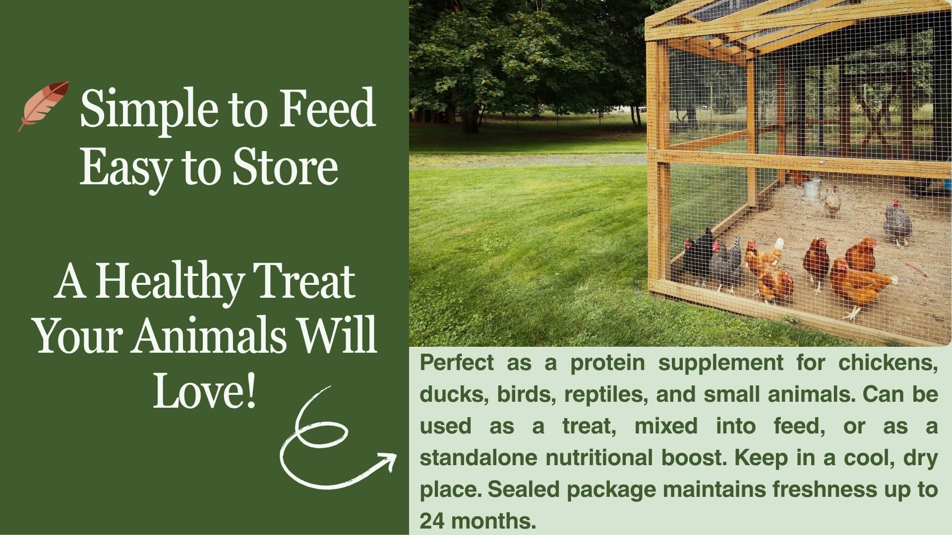 Wild birds attracted to Kimoe mealworms at outdoor feeder.