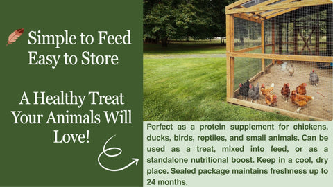 Wild birds attracted to Kimoe mealworms at outdoor feeder.