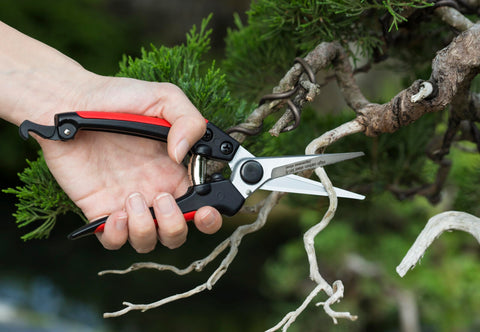 Kimura 8-Inch Pro pruning scissors lifetime warranty indicating value and confidence.