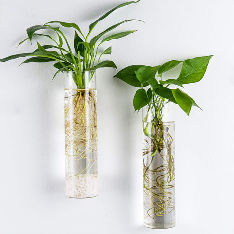 Kingbuy hydroponic-friendly terrarium setup with two glass tubes.
