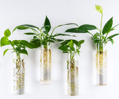 Kingbuy indoor wall decor terrarium for natural room charm.
