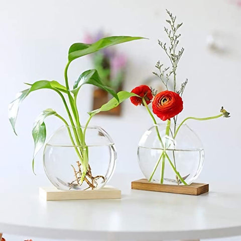 Kingbuy pothos and lucky bamboo display, tidy and stylish office terrarium.