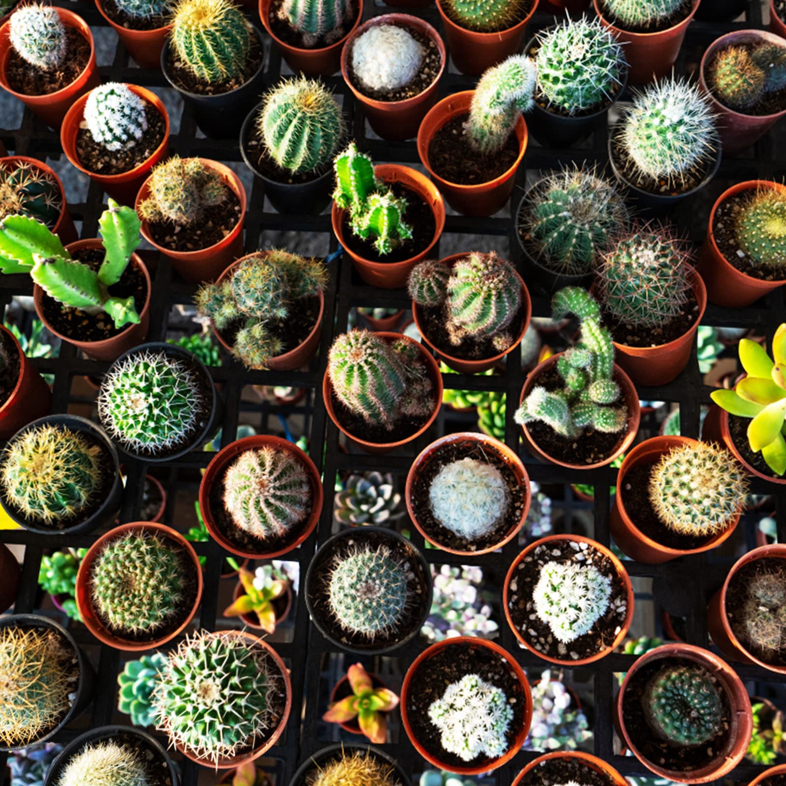 Kinglake 100-pack brick red pots, neat setup for plant displays