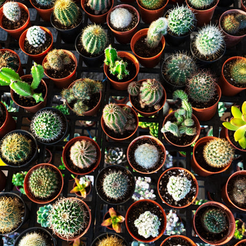 Kinglake 100-pack brick red pots, neat setup for plant displays