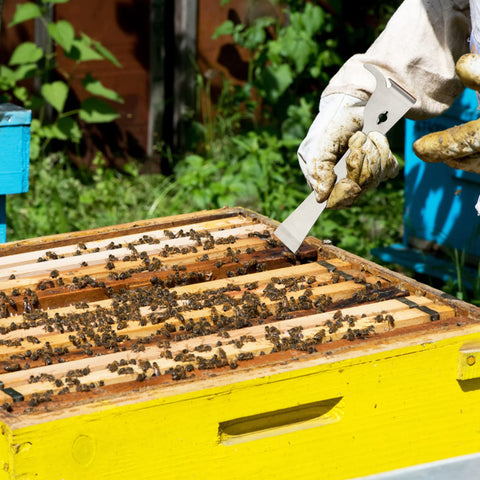 KINGLAKE durable hive scraping tool designed for long-lasting beekeeping use