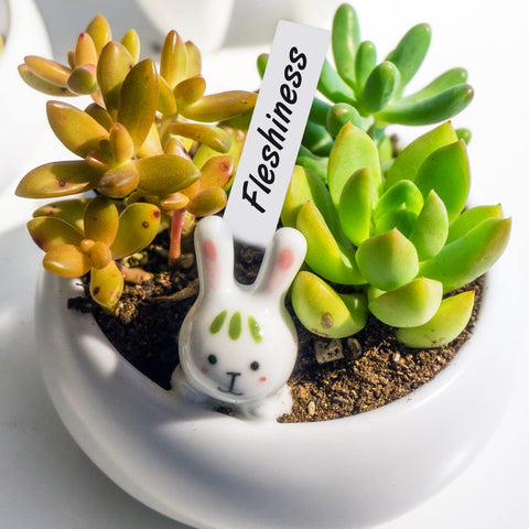KINGLAKE easy-insert plant tags simplify garden labeling