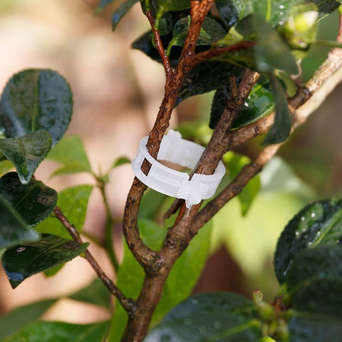 KINGLAKE garden clips ensuring tidy upright vines across tomatoes and peppers