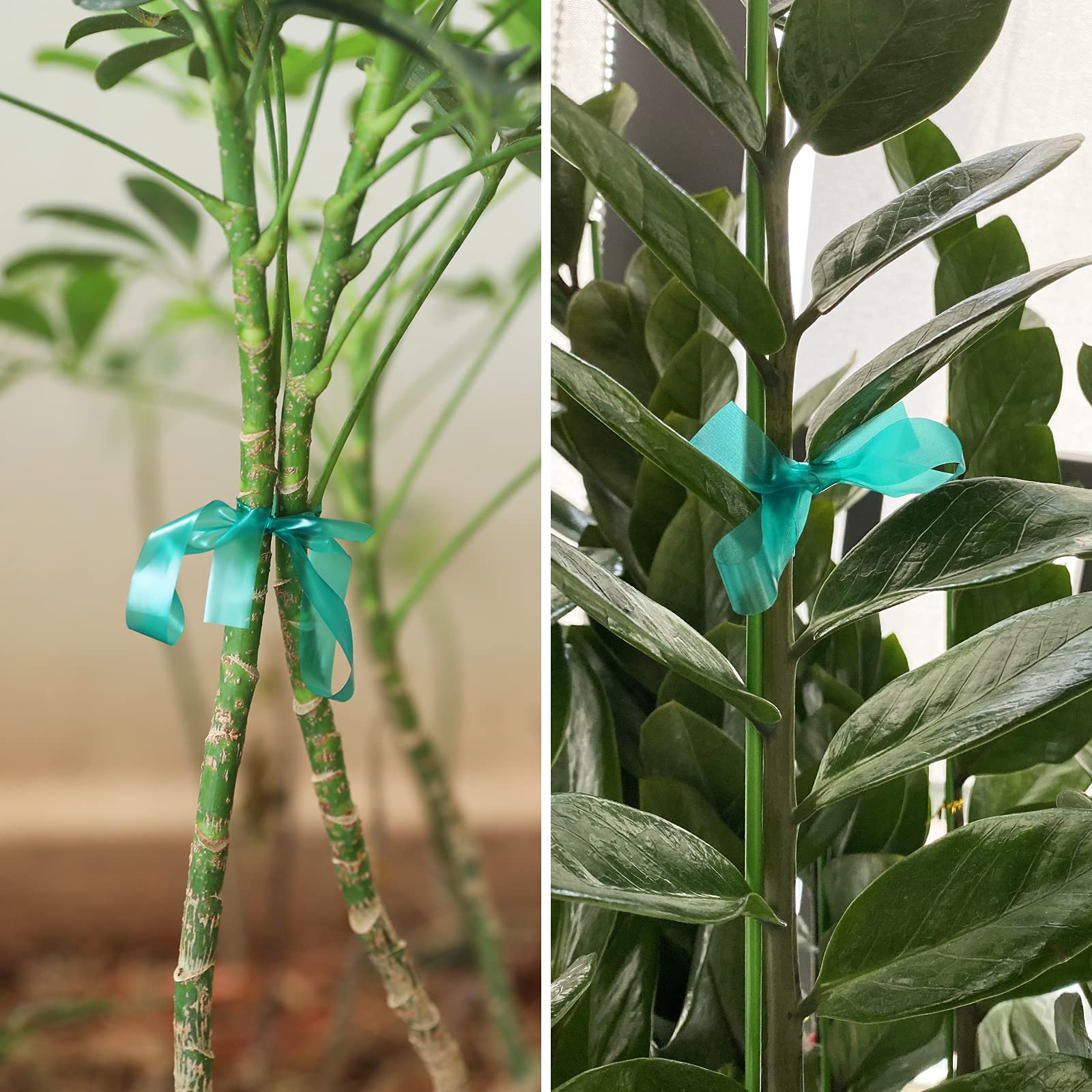 KINGLAKE GARDEN plant stem tie secured around a climbing stem for support.