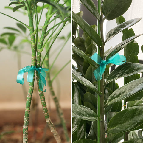 KINGLAKE GARDEN plant stem tie secured around a climbing stem for support.