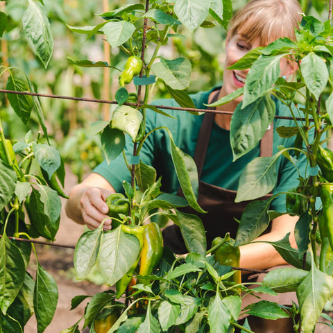 KINGLAKE GARDEN versatile ties secure wires and small items.