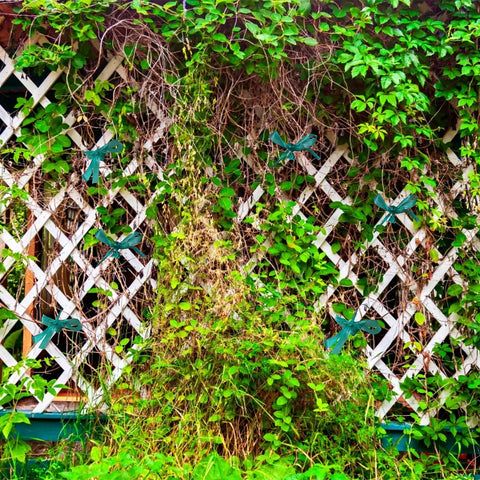 KINGLAKE GARDEN wind stabilization with green tie keeps flowers balanced against breeze.