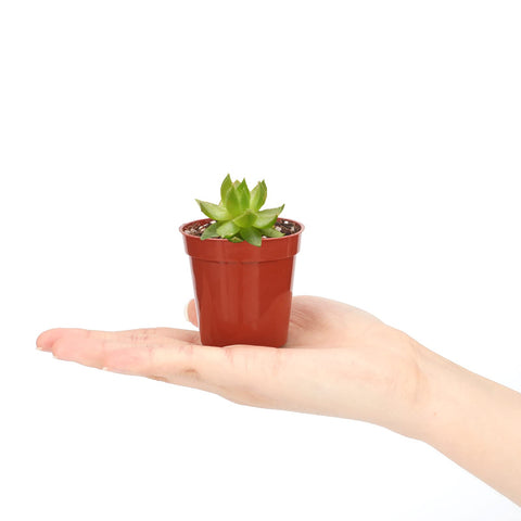Kinglake plastic pots with drainage holes, helps prevent overwatering and root problems