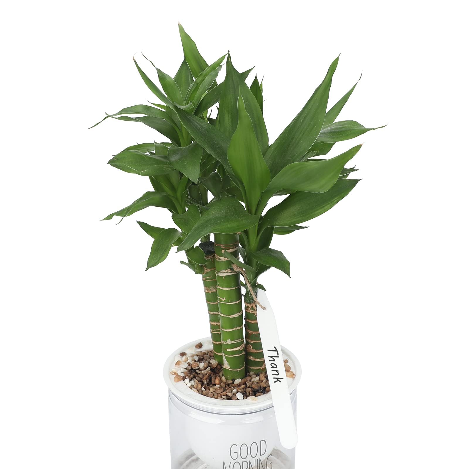 KINGLAKE reusable plant tags provide long-term organization across seasons