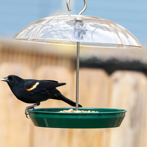Kingsyard attracts bluebirds, cardinals, and doves with versatile seed options