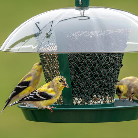 Kingsyard backyard-friendly feeder invites feathered friends to stay