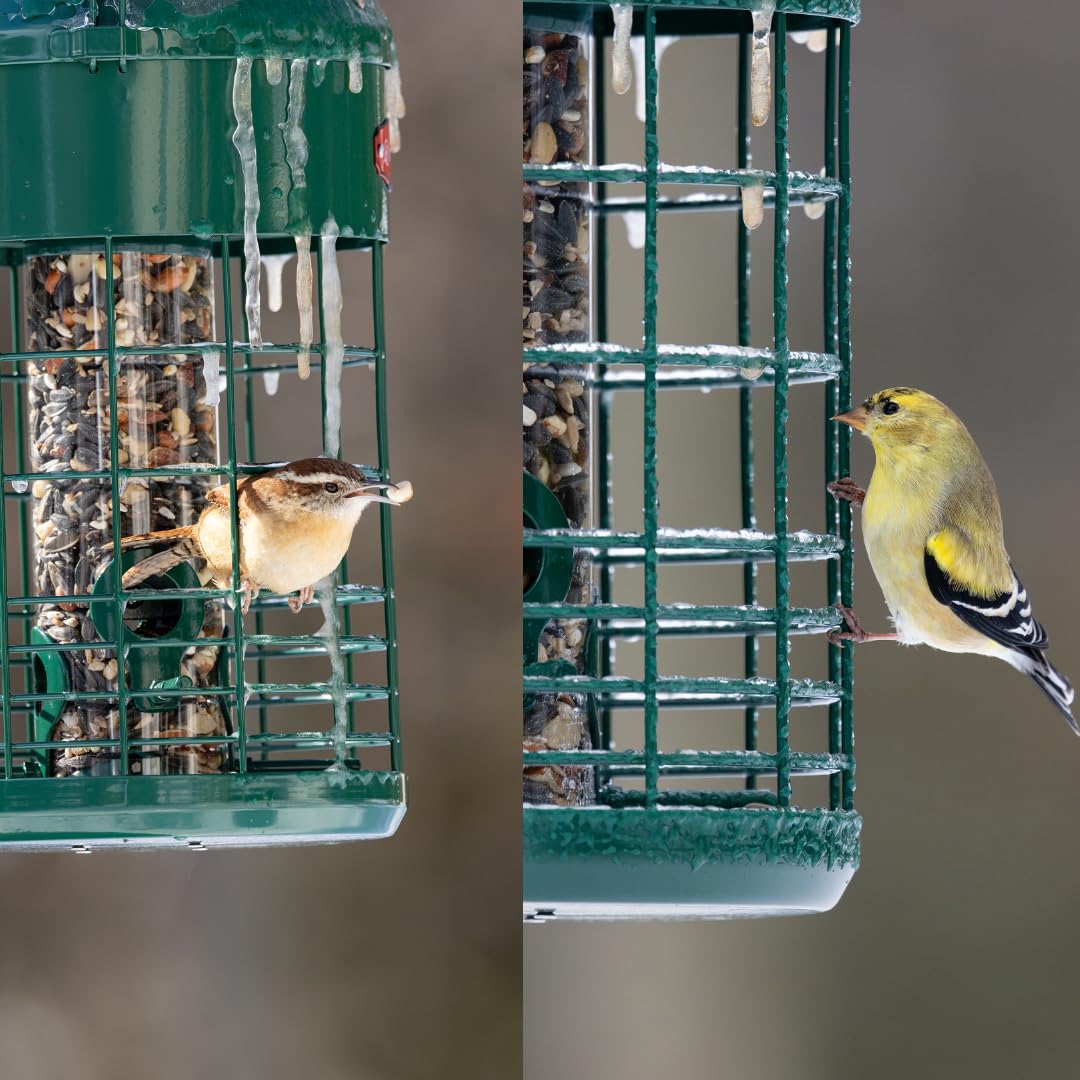 Kingsyard three-dimensional protection keeps the seed bin clean as birds perch