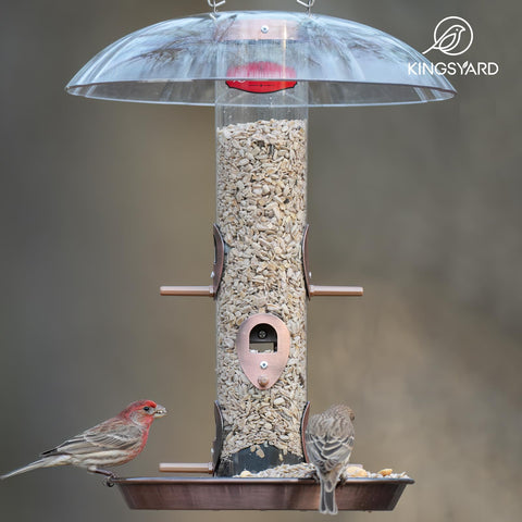 Kingsyard hanging feeder near window invites peaceful backyard birdwatching.