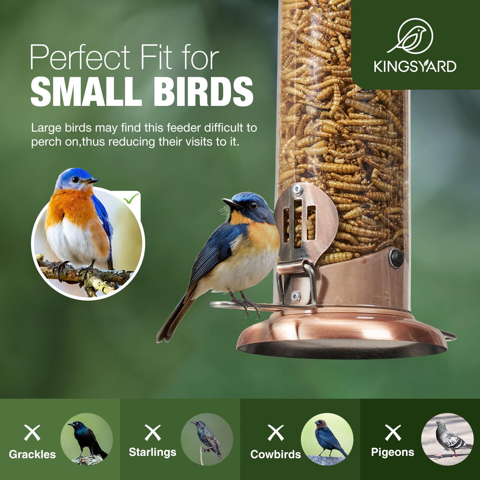 Squirrel chew proof Kingsyard Bluebird Feeder protects feed