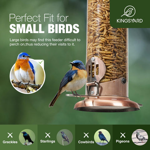 Squirrel chew proof Kingsyard Bluebird Feeder protects feed