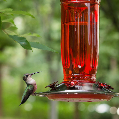 Kingsyard glass hummingbird feeder with wide mouth for easy filling.