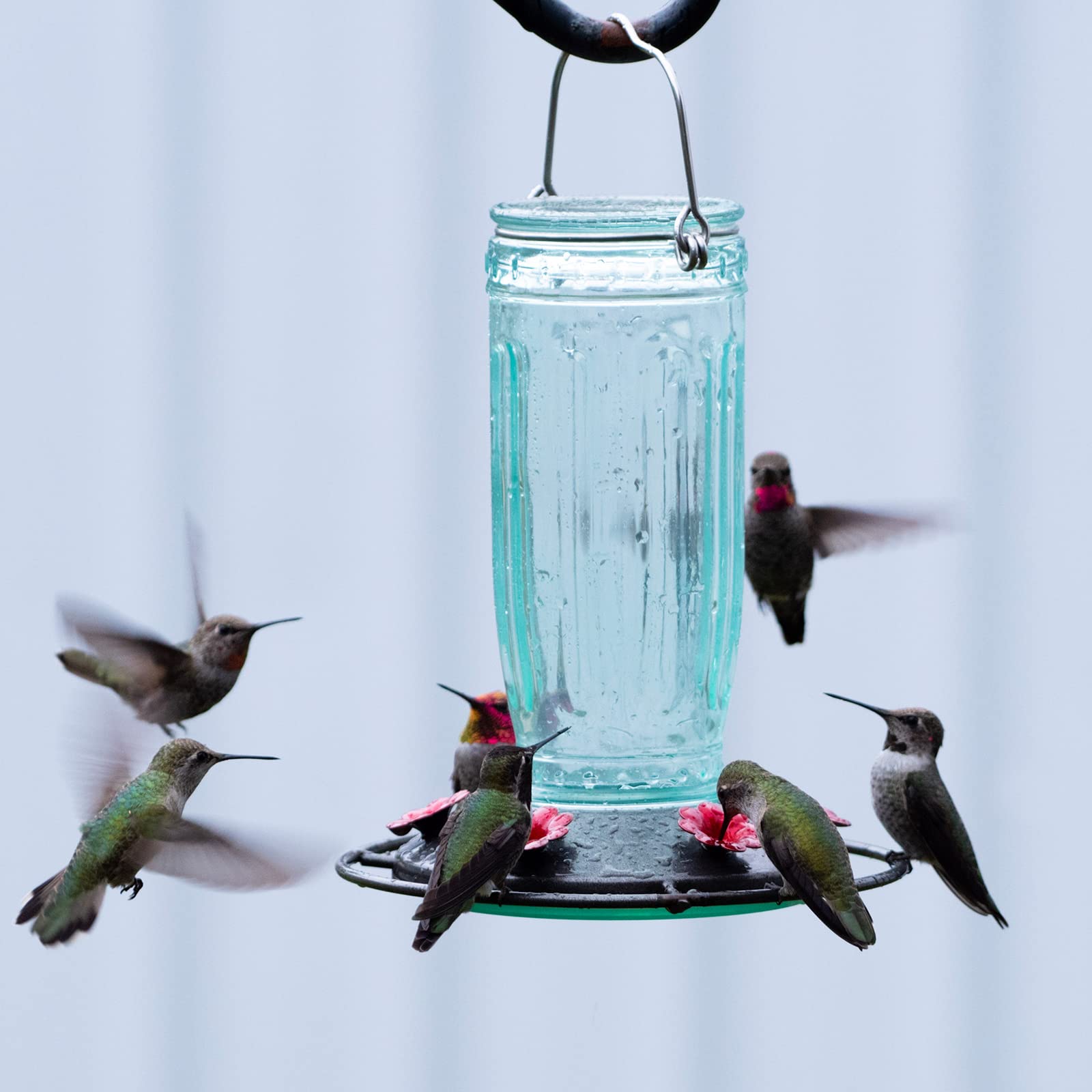 Green glass design of Kingsyard feeder complements yard aesthetics