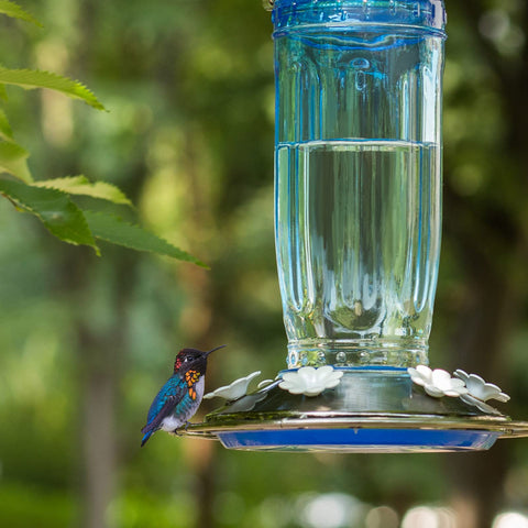 Kingsyard hanging hummingbird feeder mounted on a branch for outdoor viewing.