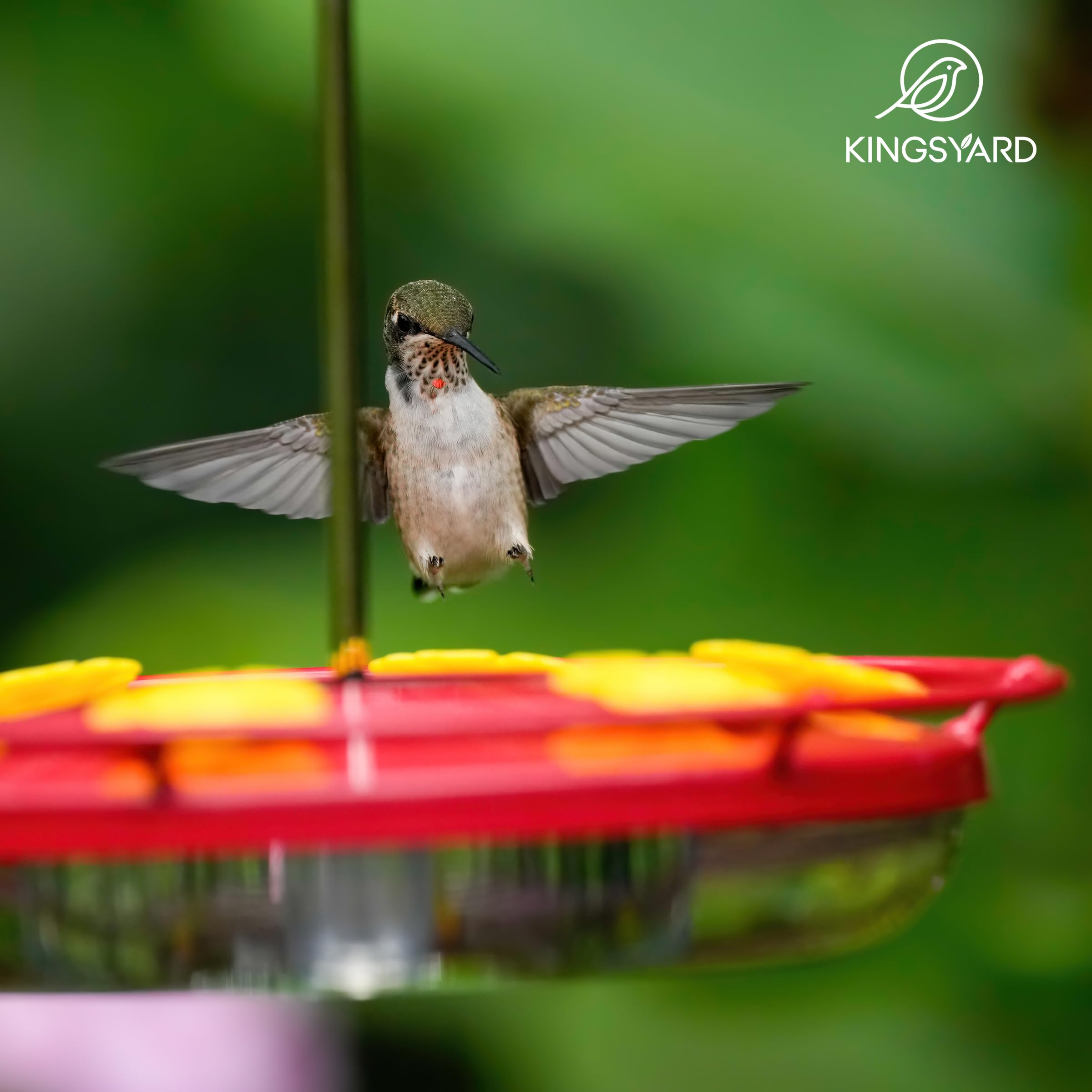 Leak-proof saucer keeps nectar secure on Kingsyard feeder