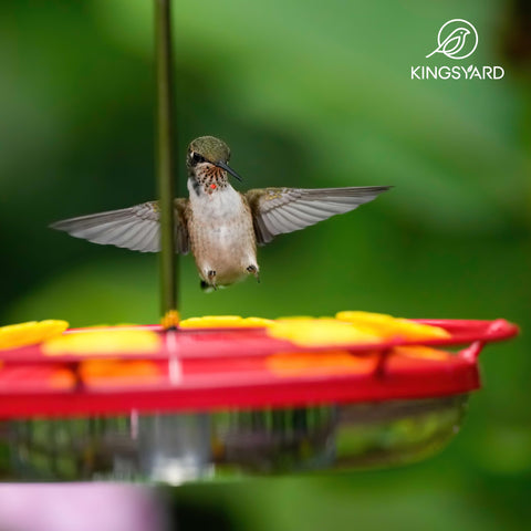 Leak-proof saucer keeps nectar secure on Kingsyard feeder