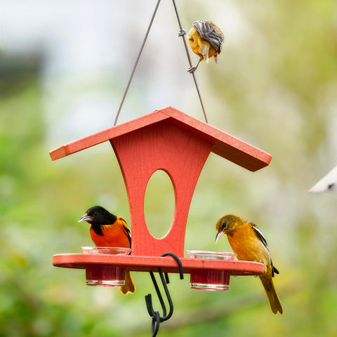Kingsyard oriole feeder shows two 5 oz dishes for easy refills.