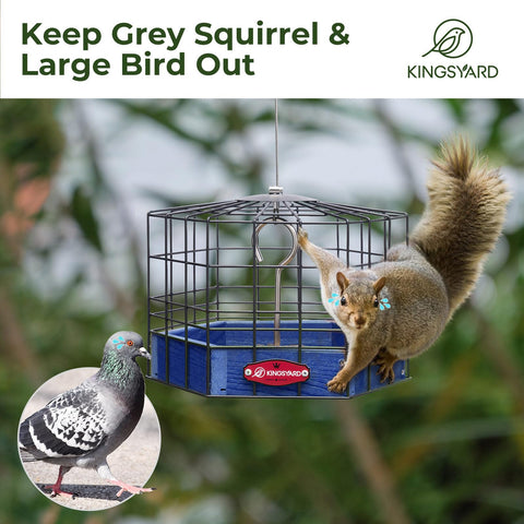 Kingsyard small-bird friendly design encourages visits from bluebirds chickadees nuthatches.