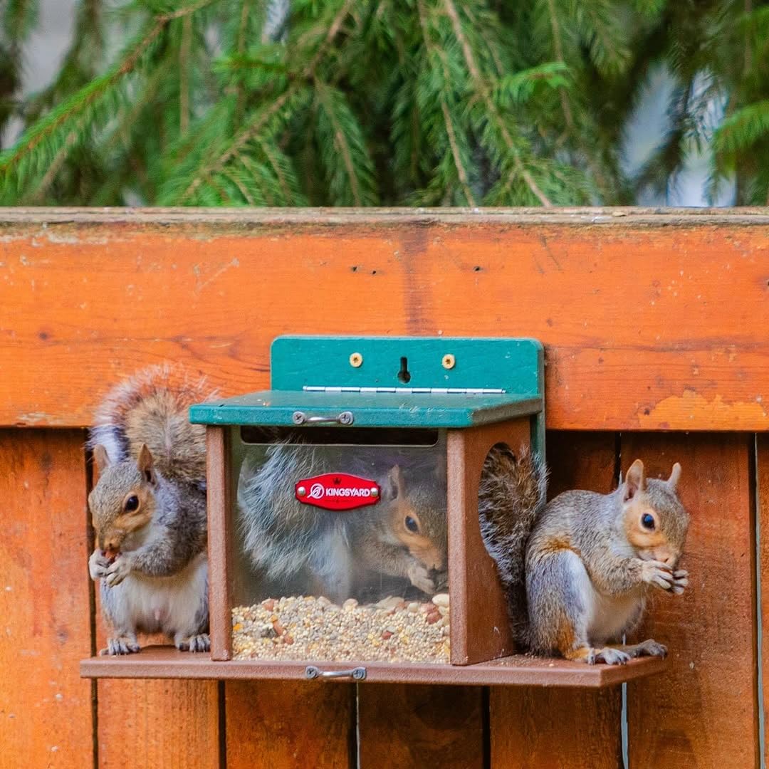Kingsyard Squirrel Feeder with weather-proof green roof in outdoor setting.