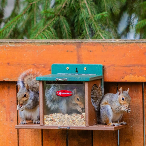 Kingsyard Squirrel Feeder with weather-proof green roof in outdoor setting.