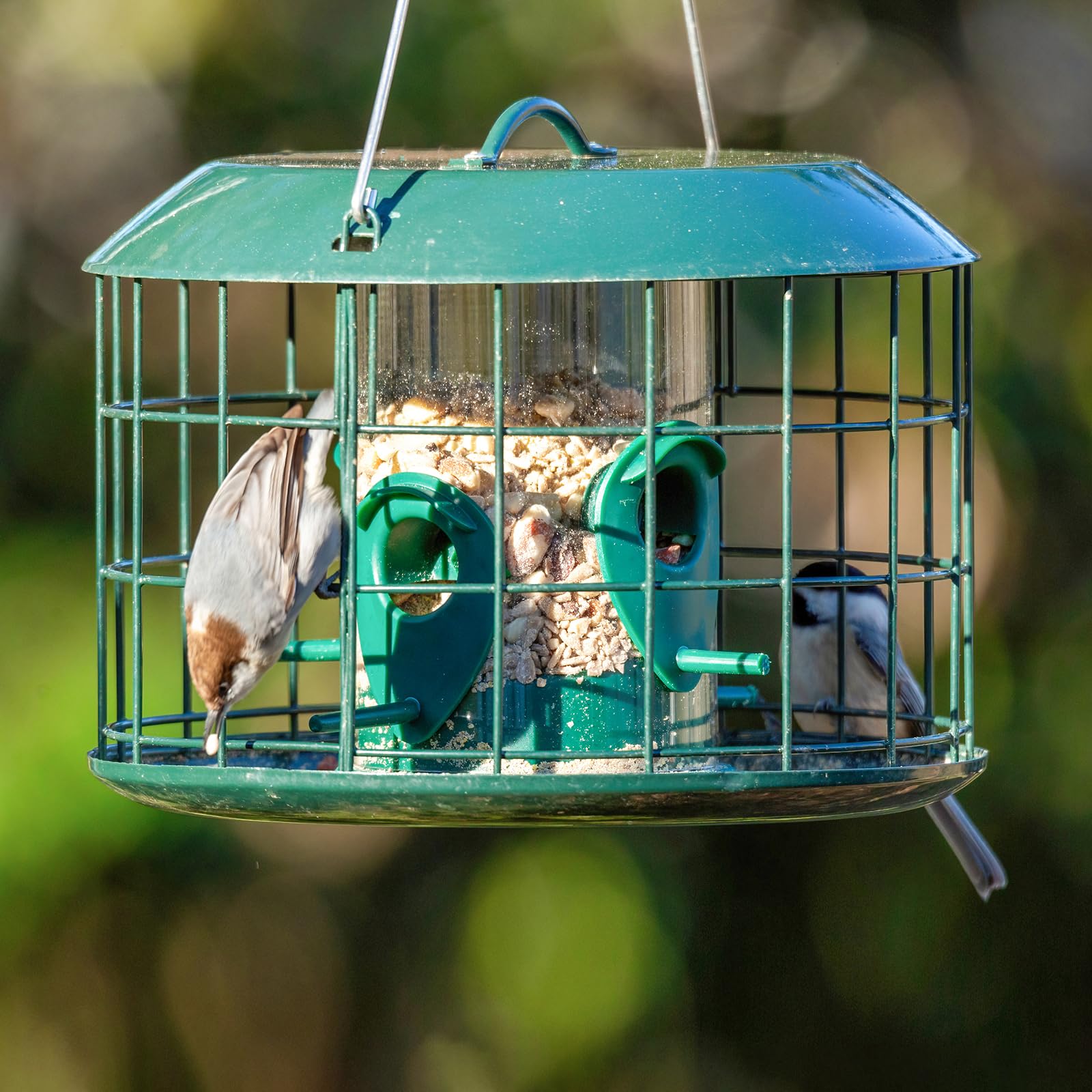 Kingsyard feeder attracting finches and bluebirds at ports.