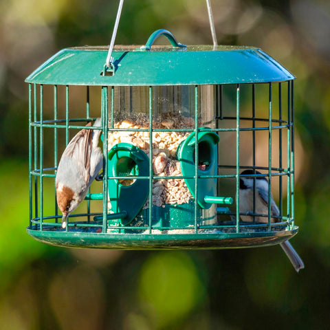 Kingsyard feeder attracting finches and bluebirds at ports.