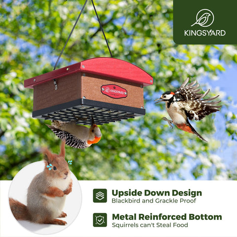 Kingsyard Suet Feeder with Metal Edging deters squirrels while inviting woodpeckers.
