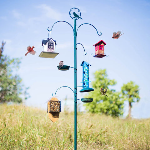 Kingsyard vibrant colors attract wild birds to your yard