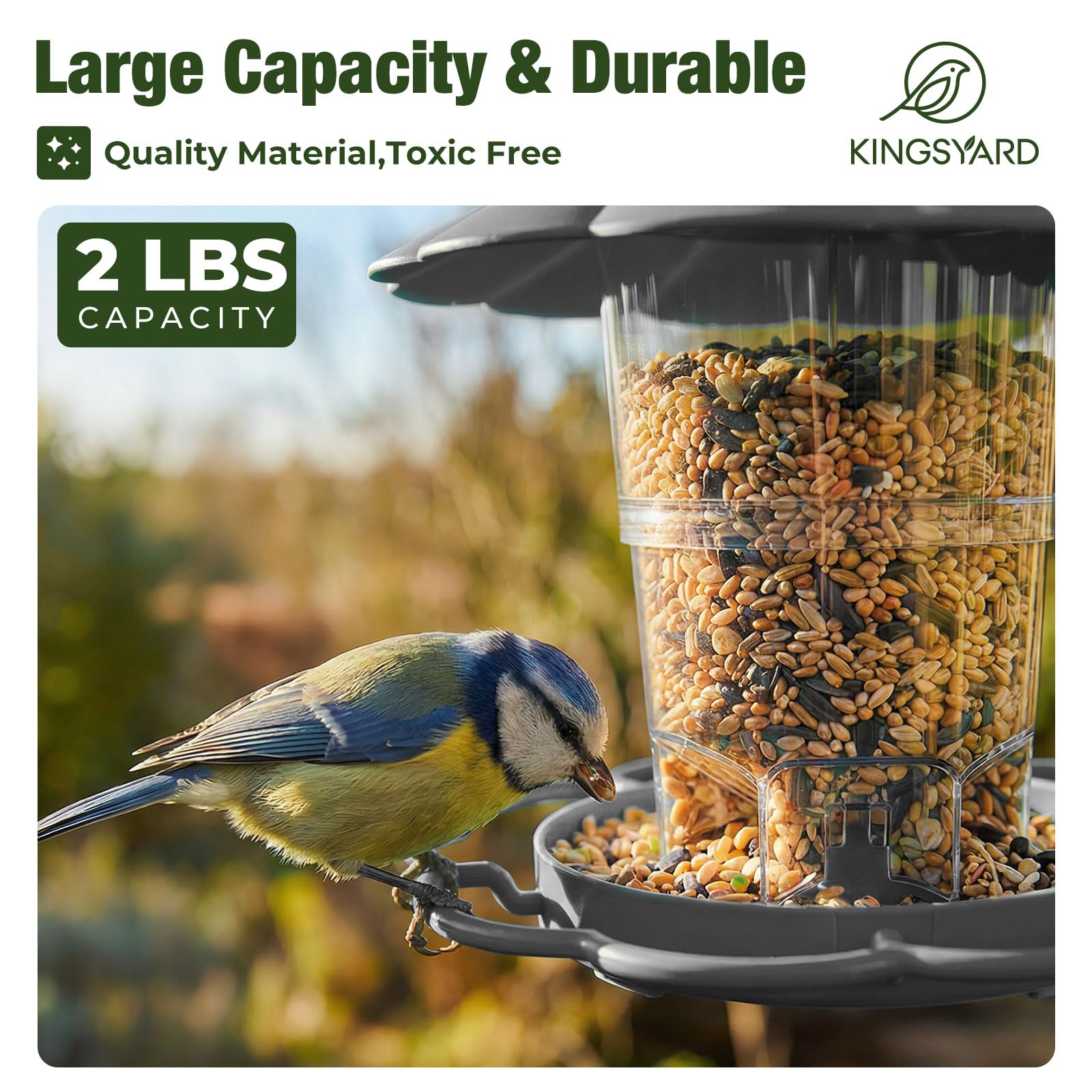 Kingsyard wide seed tray supports diverse species for easy viewing