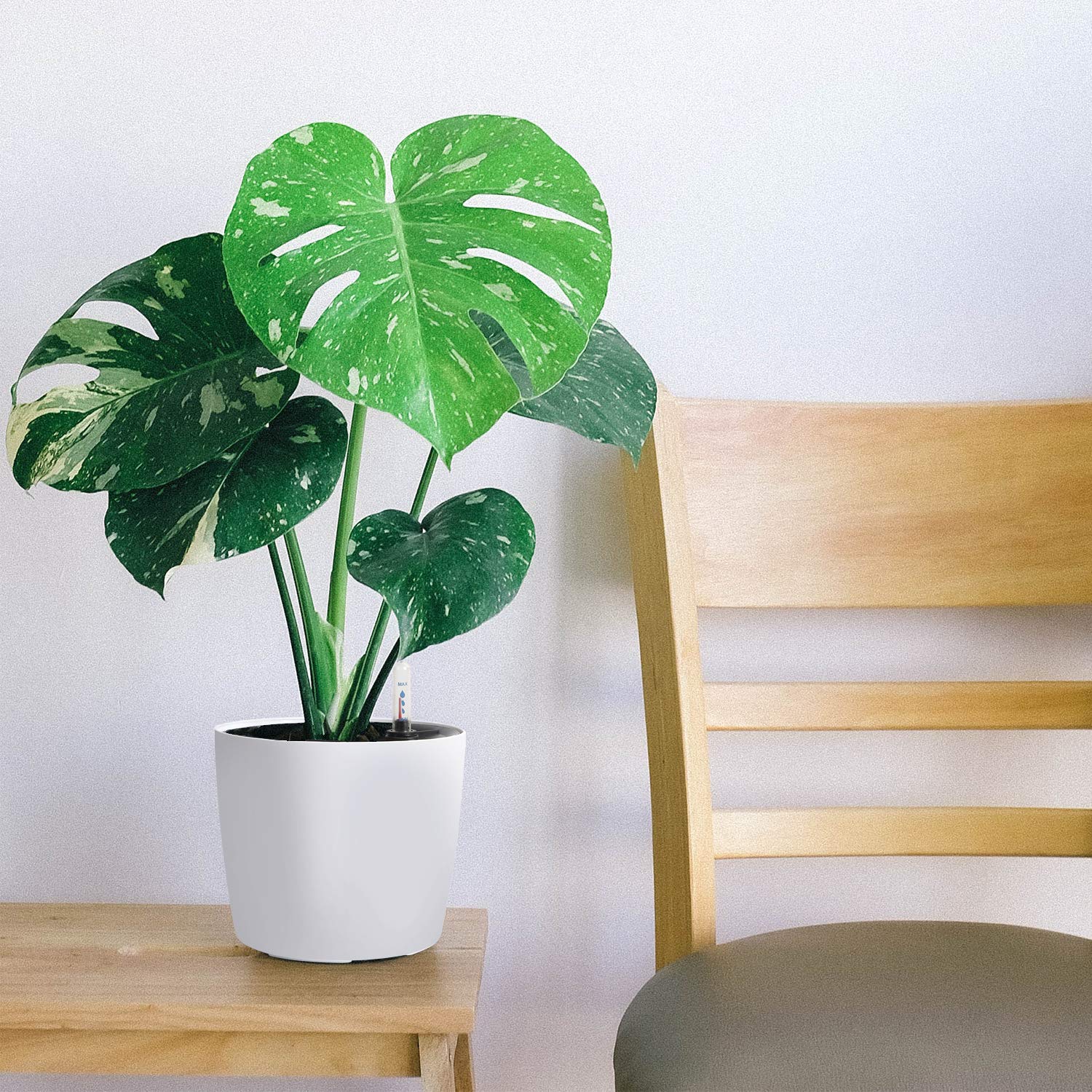 KINJOEK African violet in pot highlights compact beauty and easy care.