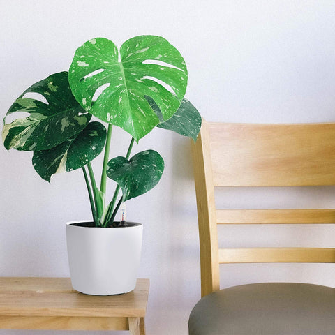 KINJOEK African violet in pot highlights compact beauty and easy care.