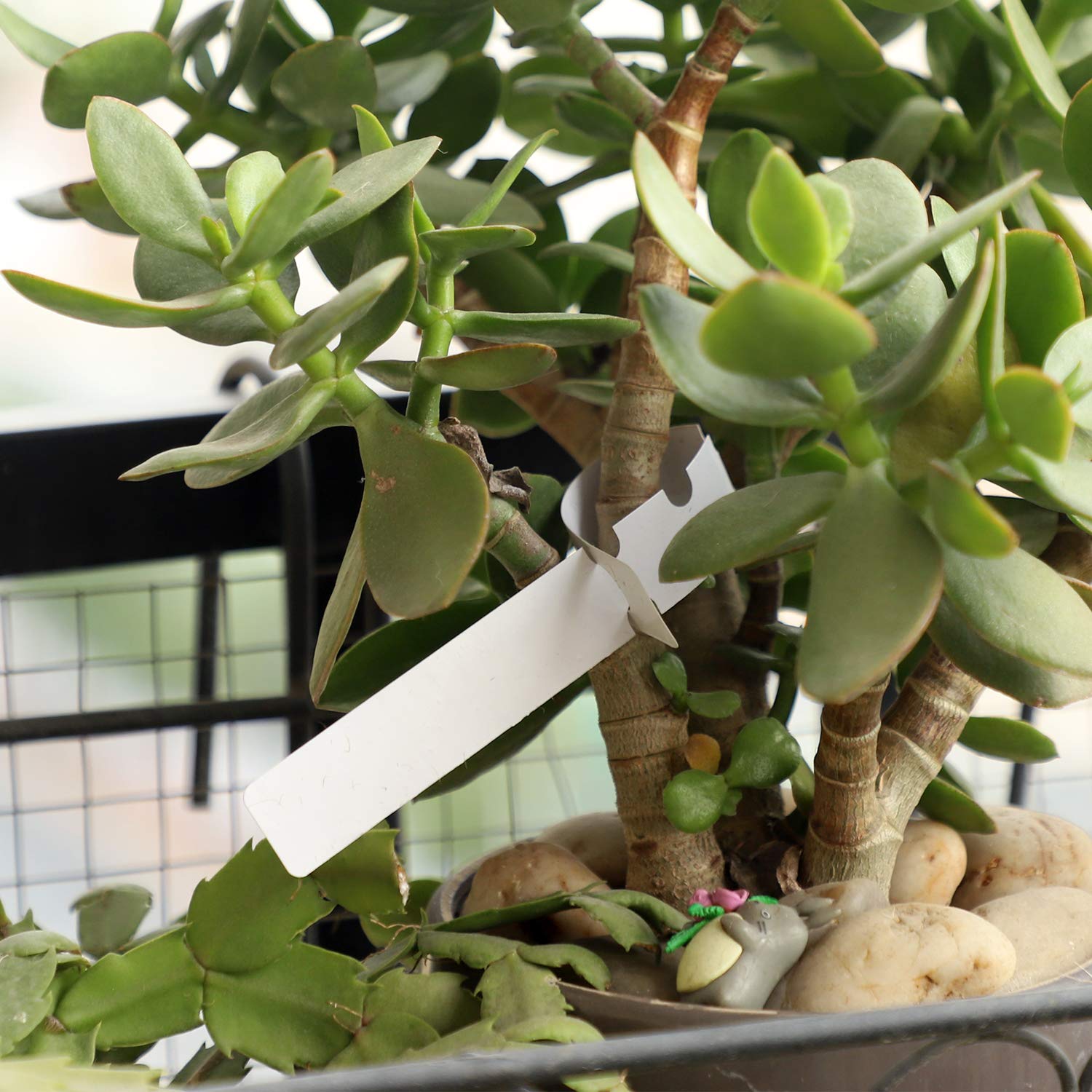 KINJOEK plant labels waterproof durability withstands weather and splashes.