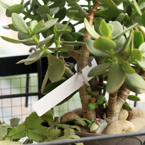 KINJOEK plant labels waterproof durability withstands weather and splashes.