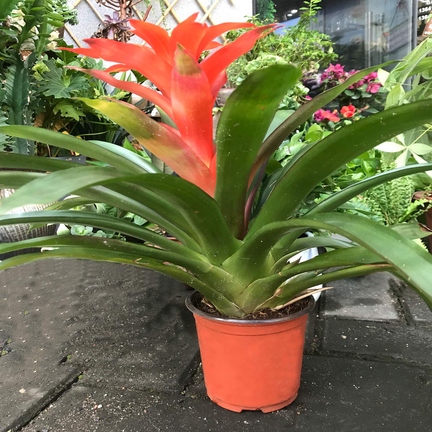 KINJOEK plants pots in garden illustrate indoor outdoor versatility.