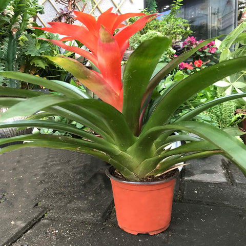 KINJOEK plants pots in garden illustrate indoor outdoor versatility.